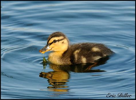 Baby Mallard Ducks......... | The Photography Forum