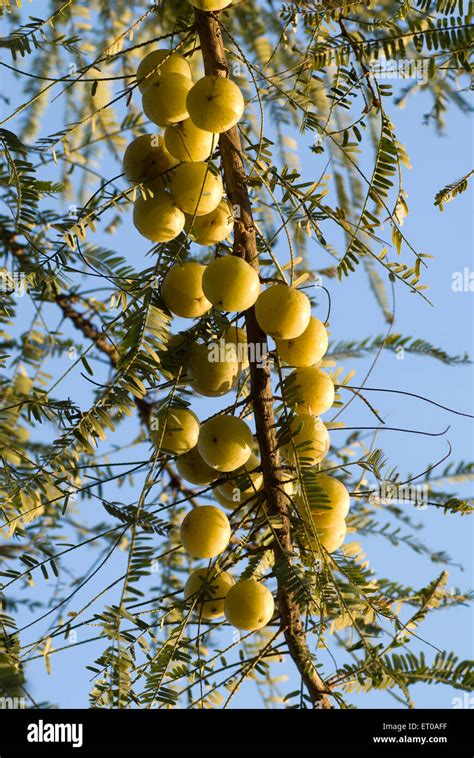 Amla tree, phyllanthus emblica, emblic, emblic myrobalan, myrobalan ...