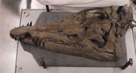 Huge Skull of Sea Monster Pliosaur Discovered in Dorset Cliff on UK's Jurassic Coast