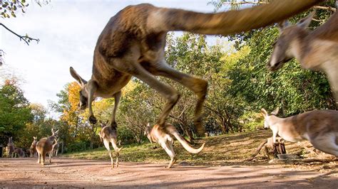 When did kangaroos start to hop? | Science | AAAS