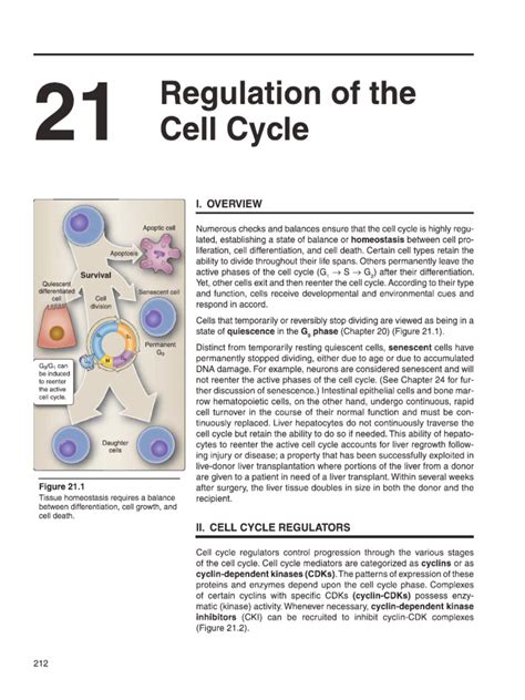 Regulation of the Cell Cycle | PDF