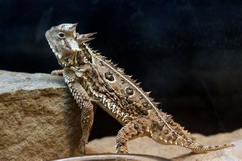 Pin by Ian James Wood on All Creatures... | Horned lizard, Reptiles and amphibians, Reptiles