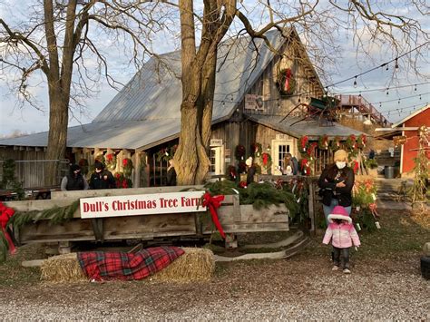 20 Best Christmas Tree Farm Near Me in the USA | TouristSecrets