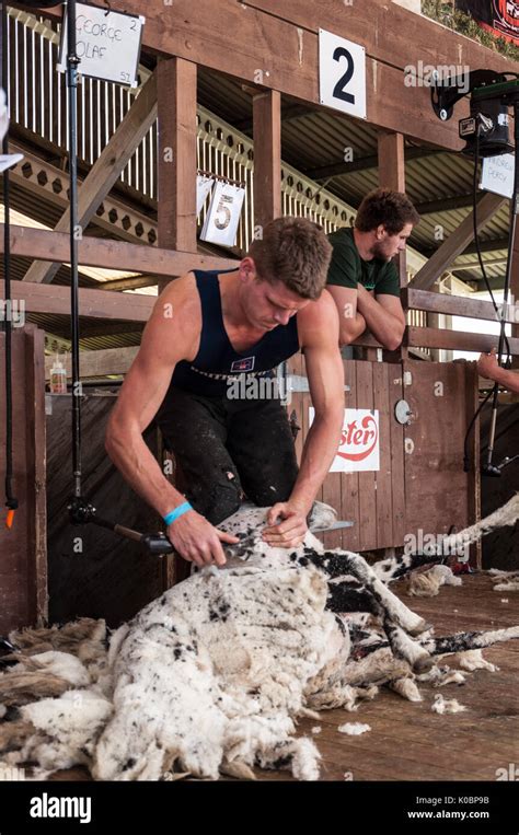 Sheep shearing competition at The Great Yorkshire Show 2017 Stock Photo ...