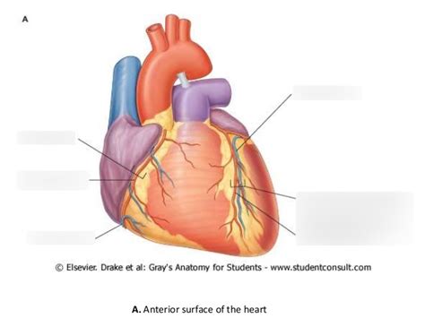 Atrioventricular Sulcus Heart Model