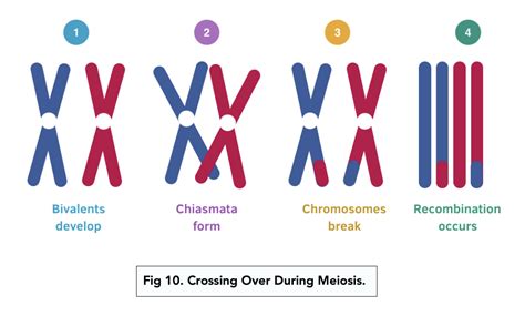 How Meiosis Produces Variation (A-level Biology) - Study Mind