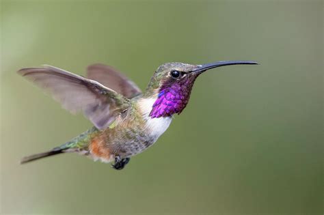 Lucifer Hummingbird Photograph by Mike Timmons - Fine Art America