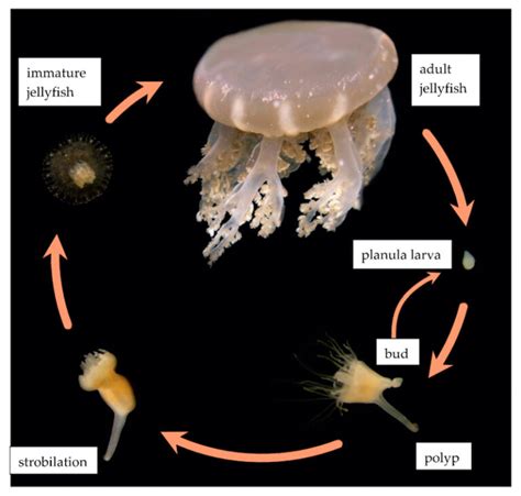 Sunscreen Is Preventing Jellyfish Larvae From Reaching Their Full Potential | Reef Builders ...