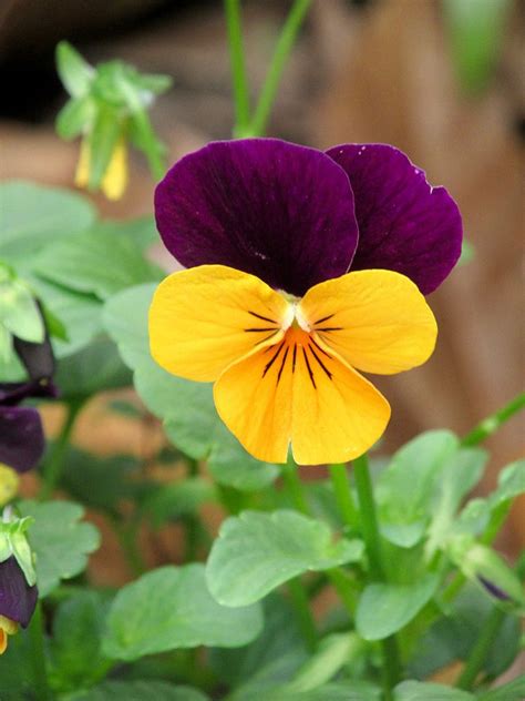 Viola | Pansies flowers, Beautiful flowers photos, Viola flower