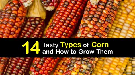 Corn Varieties - Choosing Different Types of Corn