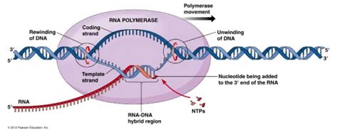 DNA Transcription: Steps and Mechanism • Microbe Online