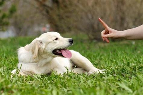 Dog Aggression Training Michigan | Every Day Interests