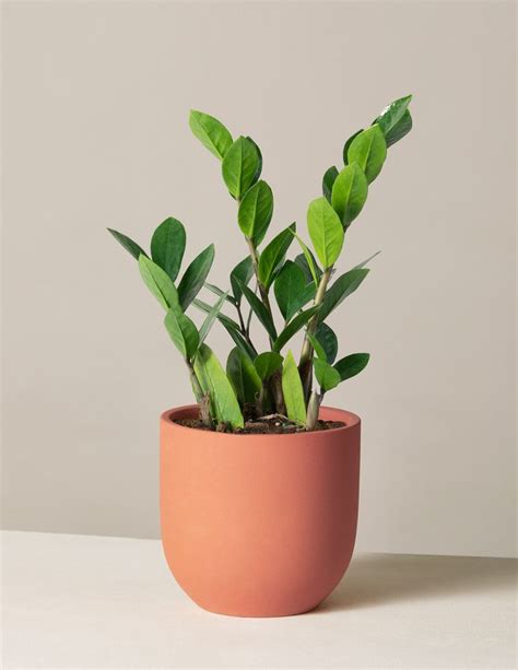 ZZ Plant | Low Light Plants & Houseplants Delivery | The Sill | Low light plants, Zz plant ...