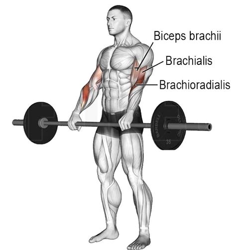 Reverse Bicep Curl: Muscle Worked, Benefits, Variations