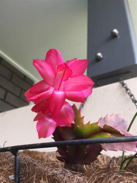 My tiny little zygo cactus putting on a bit of a show for me (QLD Australia) #gardening #garden ...