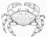 Crabs coloring pages sketch template