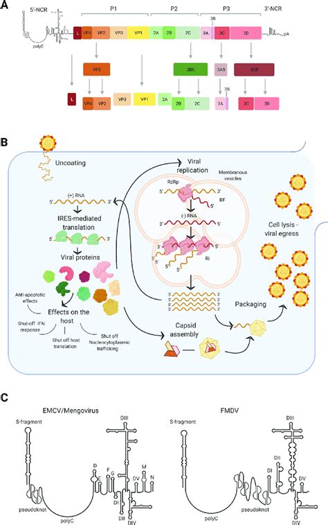 Picornavirus genomic organization, life cycle, and relevant structures ...