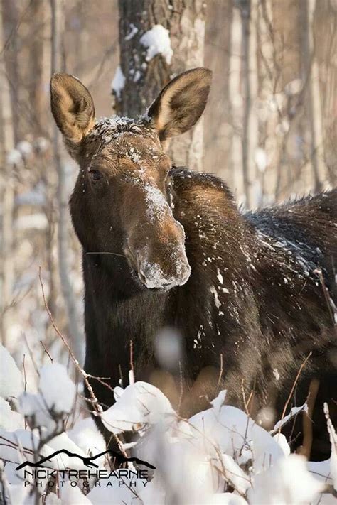 Cow moose in winter #moose #wildlife #photography #nikon #reallyrightstuff #fstop