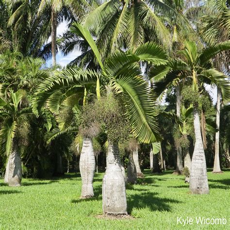 Bottle Palm - Hyophorbe lagenicaulis - 10 Seeds – VIRIAR