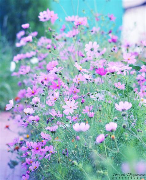 Flowers of Ladakh – Sree is travelling