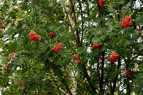 Mountain Ash Tree Berries Photograph by Hella Buchheim - Pixels