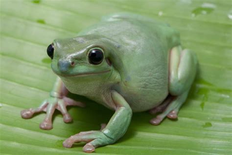 White's Tree Frog Diet | What Do White's Tree Frogs Eat? - Reptile School