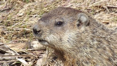 Groundhog or Meteorologist? |Barton Mutual Insurance