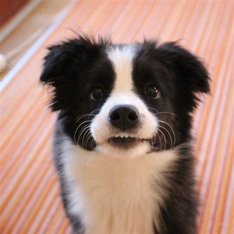 Amy the Border Collie .....Do you love cute dogs like this, Follow our ...