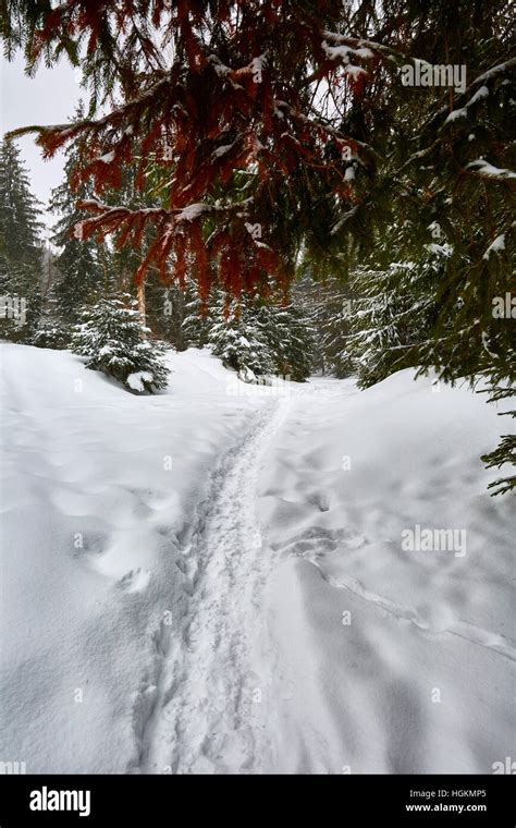 Winter landscape with pine trees and snow Stock Photo - Alamy