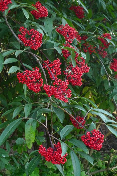 Wild Harvests: Red Elderberry: Experiment #1