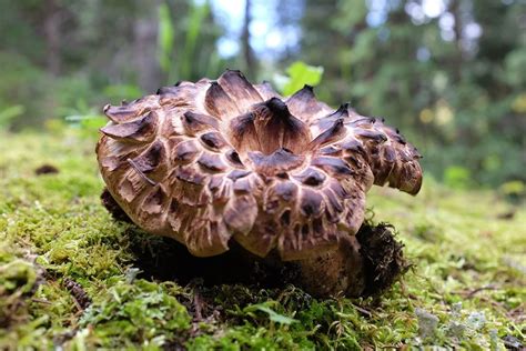 Mushroom Identification + Edibility: A Systematic Approach - Modern Forager