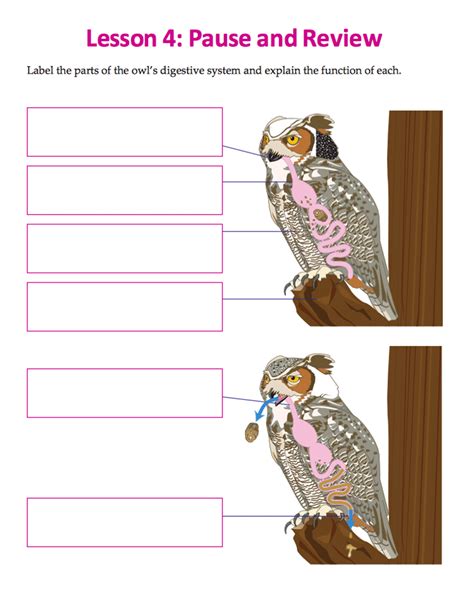 (Solved) - Pause And Review Label The Parts Of The Owl's Digestive ...