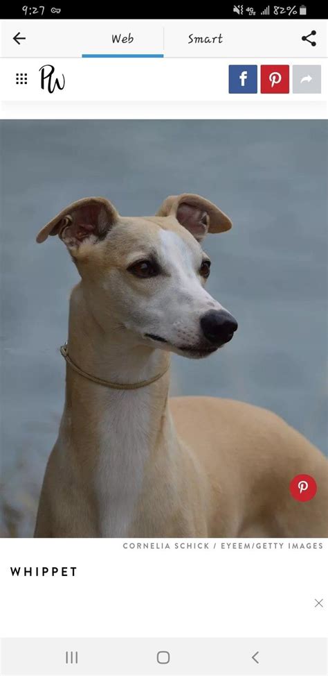 Pin by Whitney Davis on Dogs | Whippet, Dogs, Animals