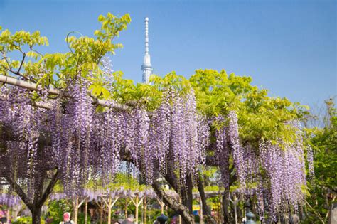 3 best spots to see wisteria in Japan - fromJapan