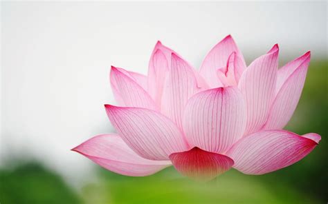 Hd Wallpapers Of Lotus