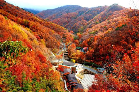 Autumn leaves of the Minjuji Mountains Yeongdong County North ...