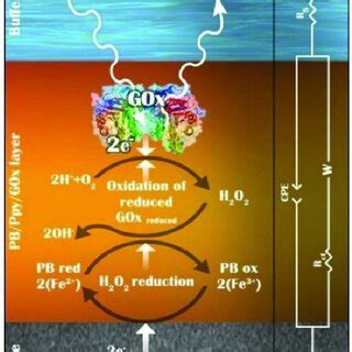 (A) Schematic representation of glucose biosensor based on graphite ...