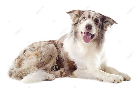 Chó Chăn Cừu Border Collie Nền Trắng Nằm Xuống Hình Chụp Và Hình ảnh Để Tải Về Miễn Phí - Pngtree