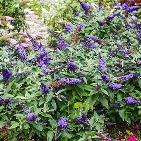 2 Buddleia Pugster Blue • Telly's Greenhouse