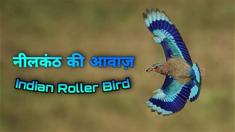 Indian roller bird sound | Indian roller bird call | Neelkanth bird sound - YouTube