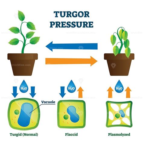 Turgor pressure vector illustration | Illustration, Vector illustration, Life science