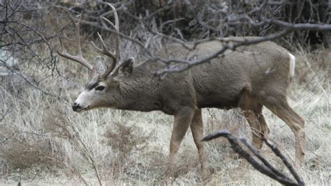 12 most dangerous animals on Southern Utah's trails