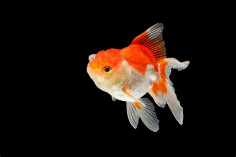 Oranda Goldfish: The Crown Jewel of Fancy Goldfish