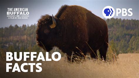 Surprising Facts About Buffalo | The American Buffalo | A Film by Ken Burns | PBS - YouTube