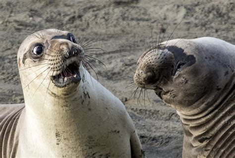 Comedia animal: las fotos más graciosas de la naturaleza en 2017 | Verne EL PAÍS