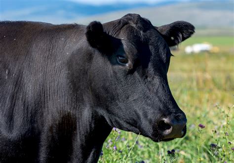 8 Things to Know About the History of Angus Cattle - ELMENS