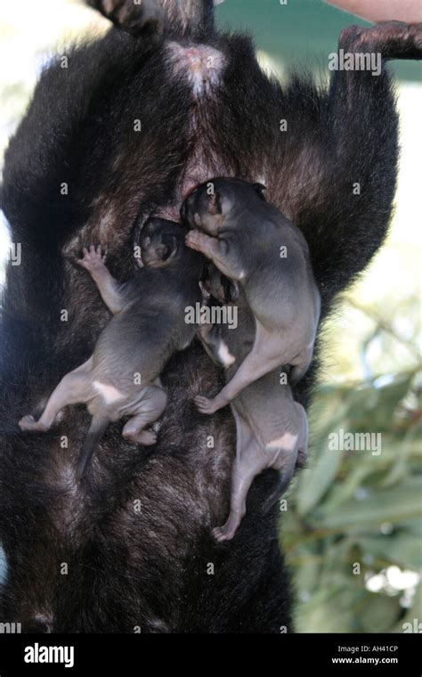 Tasmanian devil, sarcophilus harrisi, joeys clinging to teats Stock ...