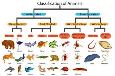 How Many Animal Species Are There On the Planet? - My Animals