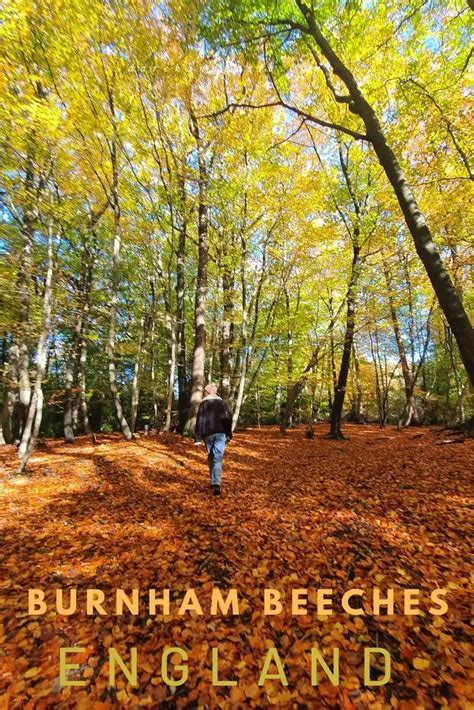 Burnham Beeches walks - England's Top Ancient Woodland!