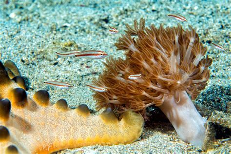 indonesia diving in colorful reef underwater 12554388 Stock Photo at ...